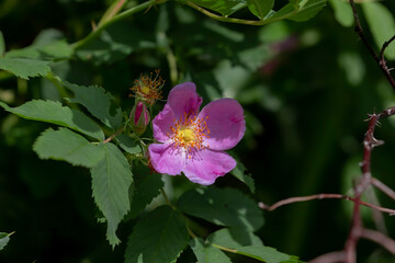 Wall Mural - Wild rose - Carolina rose (Rosa Carolina or R. blanda)  North American Native Roses