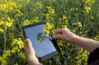 Farmer or agronomist inspecting quality of canola in early spring using tablet, closeup of hands and computer
