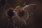 Fototapeta Dmuchawce - Suchy kwiat