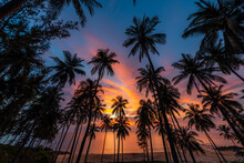 Silhouette Of Coconut Palm Tree At Sunset On Tropical Beach