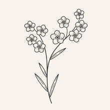 Forget Me Not Flower. Modern Graphic Design Geometric Element. Simple Contour Vector Illustration For Cosmetics, Perfumeries And Food Packaging.
