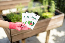 Holding Vegetable Seeds In Paper Packets With Growing Plants On Background, Close-up. Growing Vegetables From Seeds, Design Of Packaging Concept