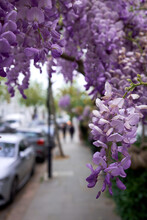 Close Up Of Wisteria Pedals Hanging Over A Pavement In London. Selective Focus.