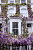 Fototapeta Tulipany - London, UK. 27 April 2022. Blossoming wisteria tree on the railings and facade of a terraced house in Kensington on a bright spring day