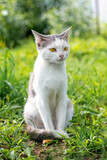 Fototapeta Mapy - A white spotted cat in the garden sits on green grass