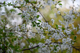 Fototapeta  - Prunus cerasus. Sour cherry, tart cherry, or dwarf cherry. Blossoms. Flowering branches. Home garden in the spring.