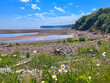 Wild daisies on the shore of the Bay of Fundy in Canada with Coastline view