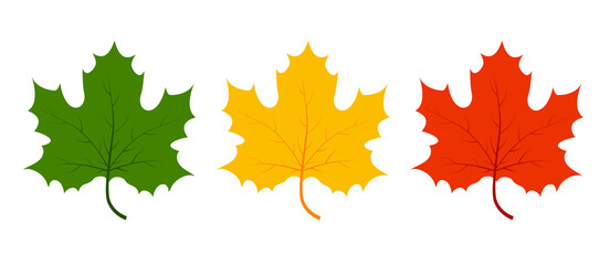 various autumn maple leaves on white background. vector illustration autumn fallen leaves. leaf in r