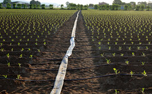 Rubber Hose For Drip Irrigation In The Cultivated Field And Small Plants In Germany