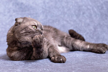 A Dark Gray Cat Of The Scottish Fold Breed Is Lying Around And Licking His Pink Tongue