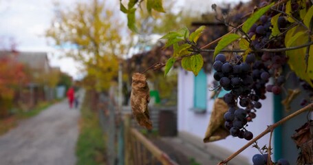 Wall Mural - Bunch of Grapes Closeup in Slow motion. Grapes as an Ingredients are used for Wine Production as well as in the Cosmetic Industry for the Production of Grape Seed Oil. Harvest Grape, Agriculture. Food