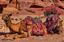 Resting Camels, Petra, Jordan