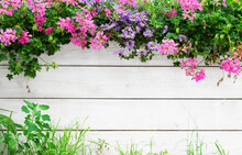 Colourful Flower Background. Blooming Geranium And Timber Fence