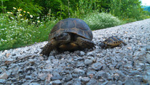 Turtles Walking On The Road. Mother And Baby Turtle. Mother Poses For The Camera. The Cub Follows The Mother.