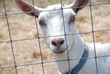 White Goat in Pasture