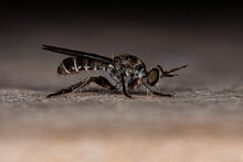 Adult Robber Fly