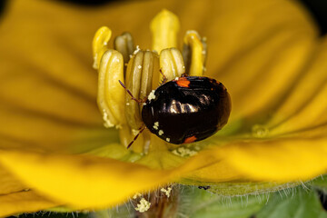 Poster - Adult Ebony Bug