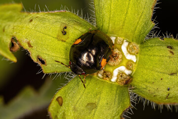 Poster - Adult Ebony Bug