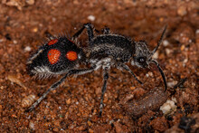 Adult Velvet Ant