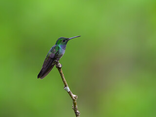 Wall Mural - Blue-chested Hummingbird sitting on stick against green background