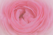 Pink carnation flowers on light pink background. soft filter.