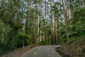 Wall Mural - Forest road through temperate rainforest in the Otway Ranges, Victoria