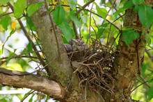 Blue Jay Chicks Sleeping In Their Nest
