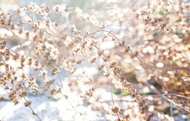 Dried perilla flower with blurred background. Selective focus