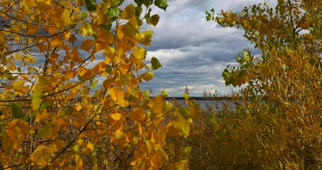Fototapete - Nature, Fall Landscape. Golden Autumn. Birch Branch. Trees with Yellow Leaves. Season Falling Leaf in Slow motion. Natural Background, Wallpaper. Beautiful View. Time of Year. 