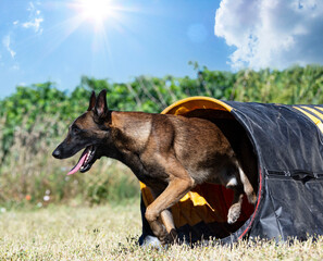 Sticker - training of agility