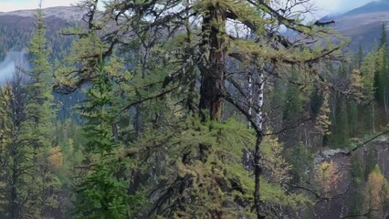 Wall Mural - The tops of the trees. clip. Forest from above. Beautiful green forest from afar. Big dark forest. Gorgeous view of the trees from afar