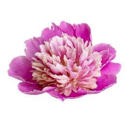 Wall Mural - Pink flower closeup isolated on white background