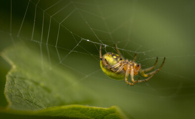 Wall Mural - Golden Cucumber Spider weaved a net in the leaves of viburnum