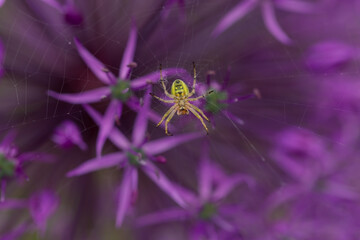 Wall Mural - A charming green spider weaved a web in a flower of a decorative bow