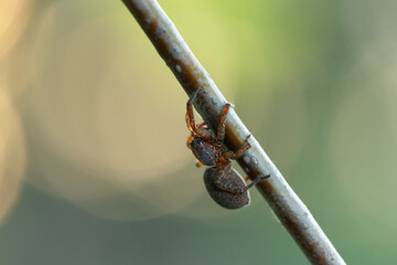 Wall Mural - Black with brown paws spider crawls on a branch on a green background