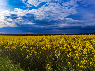 Wall Mural - field