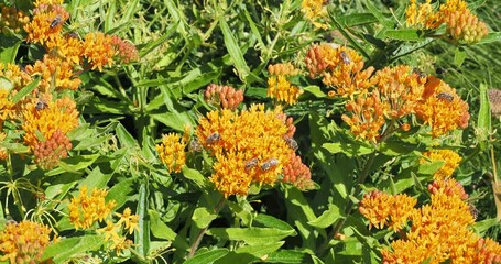 Poster - Asclepias tuberosa - Asclépiade tubéreuse ou herbe aux papillons, plante mellifère à petites fleurs orange vermillon en ombelles attirant de nombreuses abeilles butinant son nectar