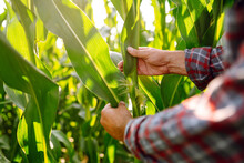 Farmer Agronomist Standing In Green Field, Holding Corn Leaf In Hands And Analyzing Maize Crop. Agriculture, Organic Gardening, Planting Or Ecology Concept.