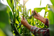 Farmer Agronomist Standing In Green Field, Holding Corn Leaf In Hands And Analyzing Maize Crop. Agriculture, Organic Gardening, Planting Or Ecology Concept.