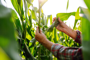 Farmer agronomist standing in green field, holding corn leaf in hands and analyzing maize crop. Agriculture, organic gardening, planting or ecology concept.