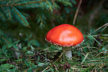 Young Red Poisonous Mushroom Amanita Muscaria Among Green Herbs