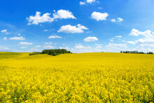 Beautiful Spring Landscape With Rape Field And Blue Sky