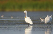 Close-up of a Eurasian spoonbills  portrait on a blurred background. The detail of the plumage and the identifying features are clearly visible.