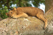 Baby Lion is resting on the tree is lying with his paw outstretched 