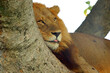 Male lion resting on a tree with its tongue sticking out  