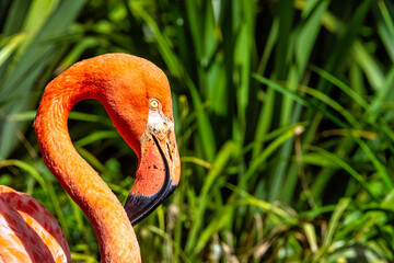 Wall Mural - Phoenicopterus ruber known as American or Caribbean flamingo - Peninsula de Zapata / Zapata Swamp, Cuba