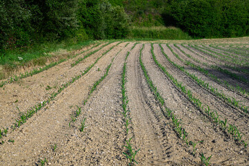 Wall Mural - Newly planted field of corn in the French Basque Country. You can see the bushes, the shoots, of the first corn plants.
