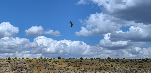 Poster - Black vulture flying with wings fully extended, flying in the blue sky and between white clouds, below in a mountain with small bushes, in Segovia Spain