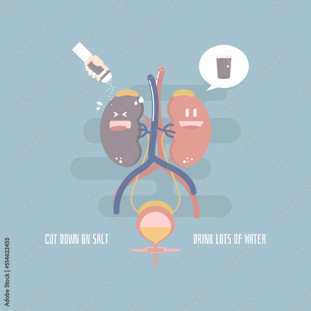 Salt Bladder world kidney day, kidney and bladder health care infographic diagram ...