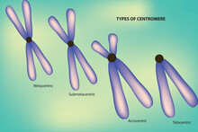 Centromere Classification Of Chromosomes